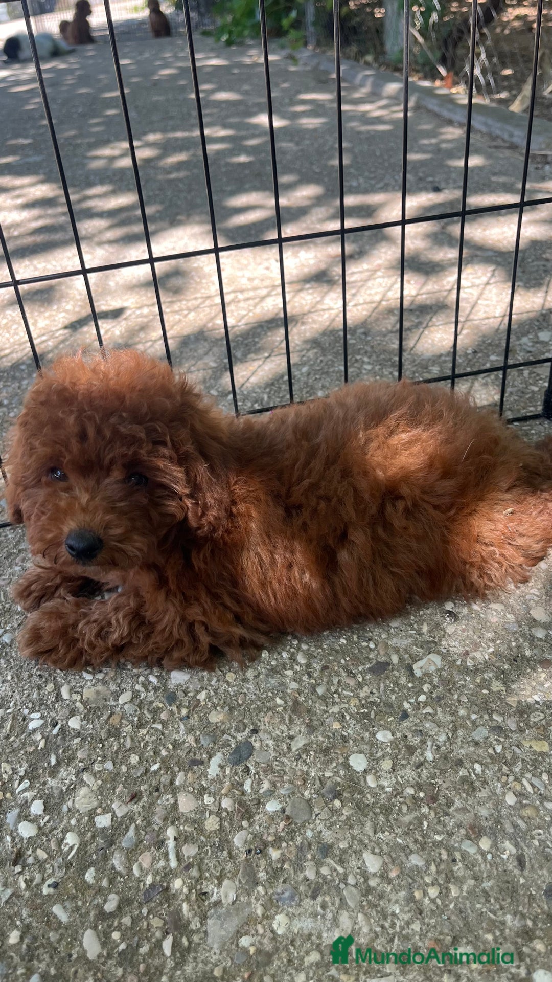 Caniche Toy perros en venta: Caniche toy  - Imagen 8