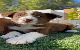 Border Collie perros en venta: BORDER COLLIE MACHO - Anuncio 15