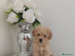 Caniche Toy perros MACHO APRICOT LISTO PARA ENTREGAR - Anuncio 6