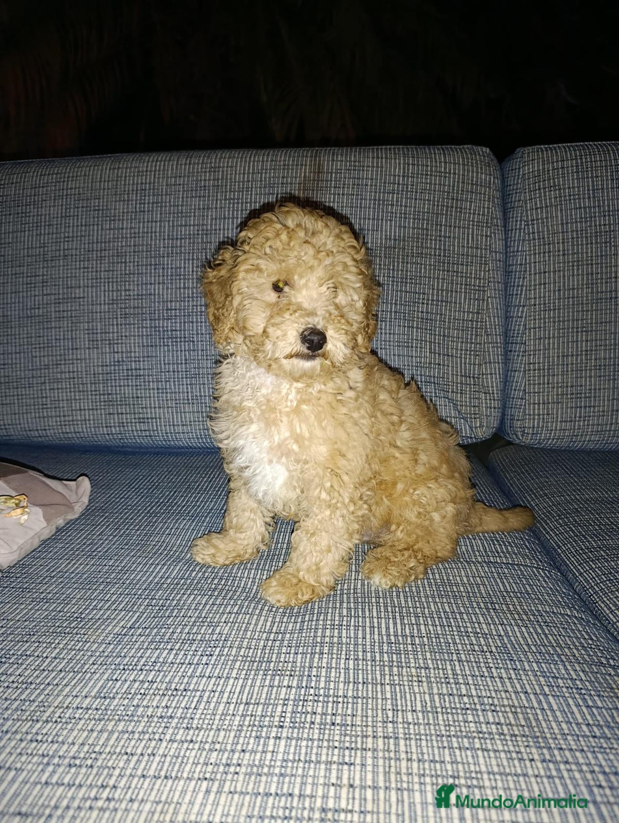 Caniche Toy perros Caniches - Anuncio 24