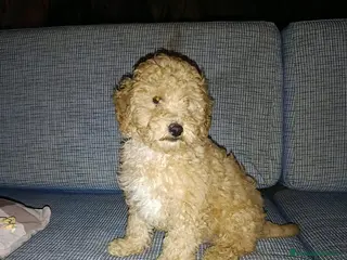 Caniche Toy perros Caniches - Anuncio 24