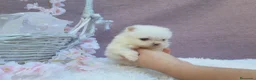 Pomerania perros en venta: POMERANIA  LINEA TOY   MUY CHATO - Anuncio 3