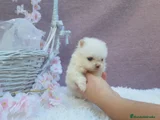 Pomerania Cachorro 1