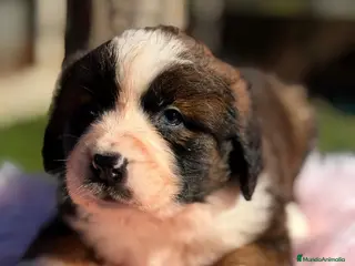 Raza Mixta perros CAMADA SAINT BERNESSE HEMBRAS - Anuncio 2