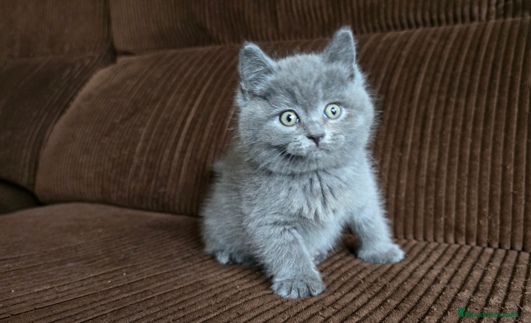 Británico de Pelo Corto Azul gatos en venta: Gatcot.com - Imagen 3