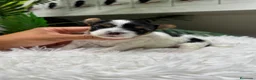 Yorkshire Terrier perros en venta: YORKSHIRE BIEWER - Anuncio 20