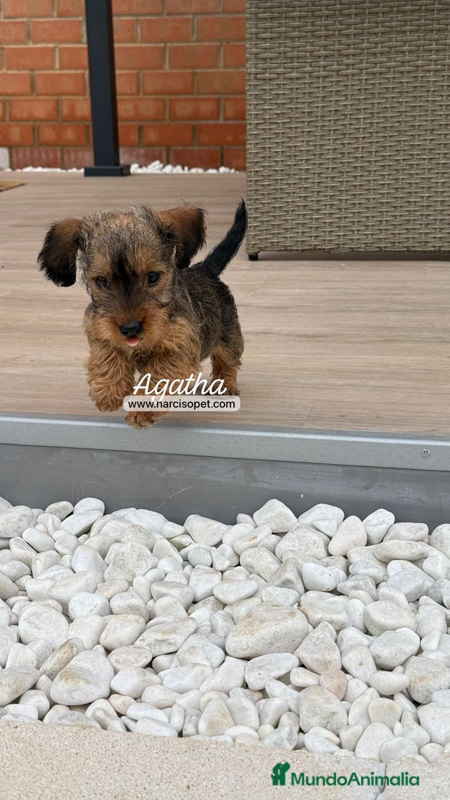 Teckel Miniatura perros CACHORRO TECKEL PELO DURO - Anuncio 2