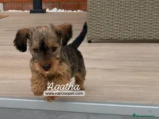 Teckel Miniatura perros CACHORRO TECKEL PELO DURO - Anuncio 2