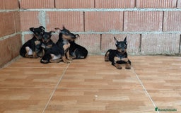 Pinscher Miniatura perros en venta: Pincher miniatura OPORTUNIDAD  - Imagen 5