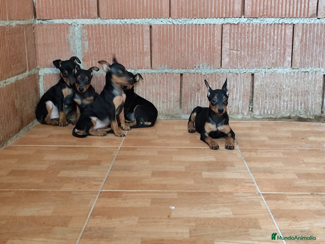 Pinscher Miniatura perros en venta: Pincher miniatura OPORTUNIDAD  - Imagen 5
