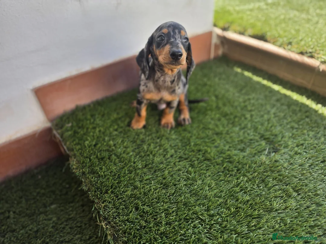 Teckel Miniatura perros en venta: TECKEL MINI ARLEQUIN - Anuncio 2