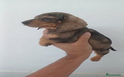 Teckel Miniatura perros en venta: Teckel Miniatura Arlequin  - Imagen 2