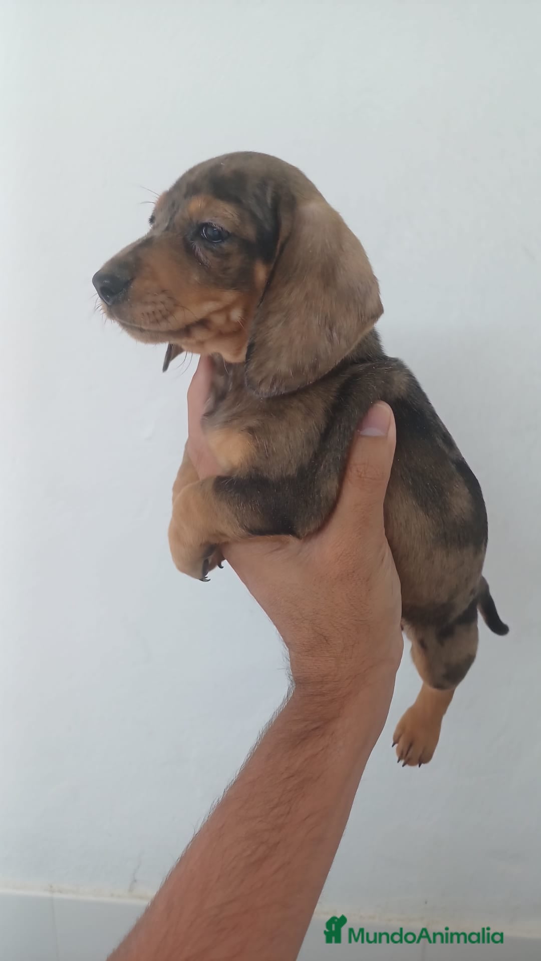 Teckel Miniatura perros en venta: Teckel Miniatura Arlequin  - Imagen 2