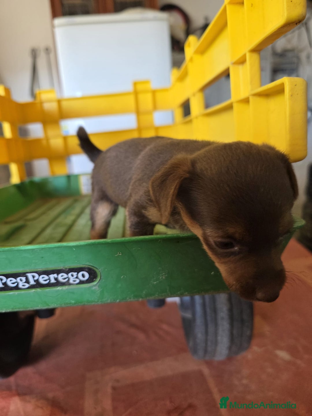 Pinscher Miniatura perros en venta: Pinscher miniatura chocolate  - Imagen 4
