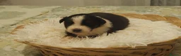 Pastor Australiano perros en venta: Excelente camada de Pastor Australiano  - Anuncio 19