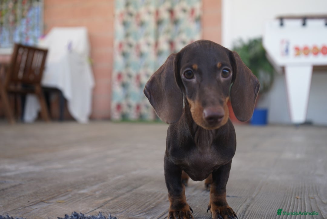 Teckel Miniatura perros en venta: 🐾 Bongo y Cacao – Teckel miniatura 🐾 - Imagen 8