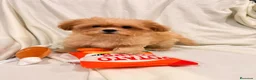Shihpoo perros en venta: Yo Soy Fofito - Anuncio 5