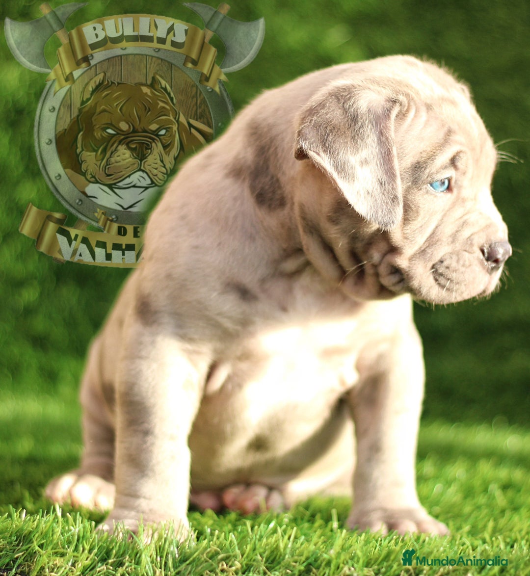 American Bully perros en venta: AMERICAN BULLY XL / AMERICAN BULLY XXL - Imagen 2
