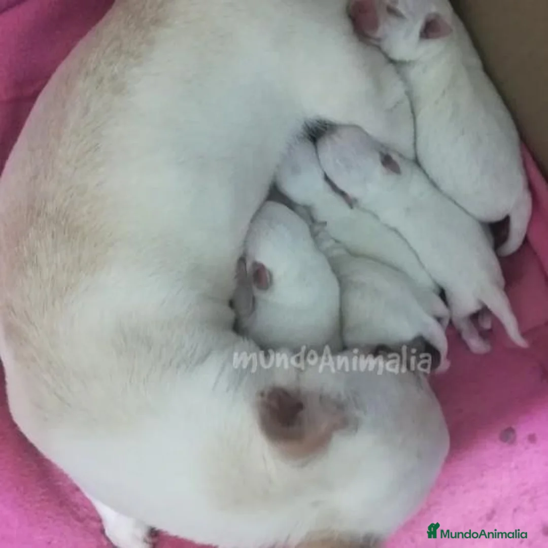 Imagen de galería {{count}}