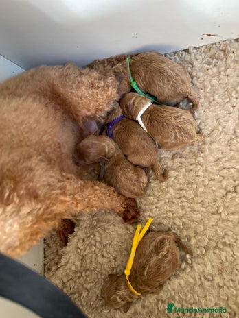 Caniche Toy perros - Anuncio 4