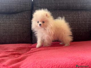 Pomerania perros Pomerania de lulu en Badajoz - Anuncio 4