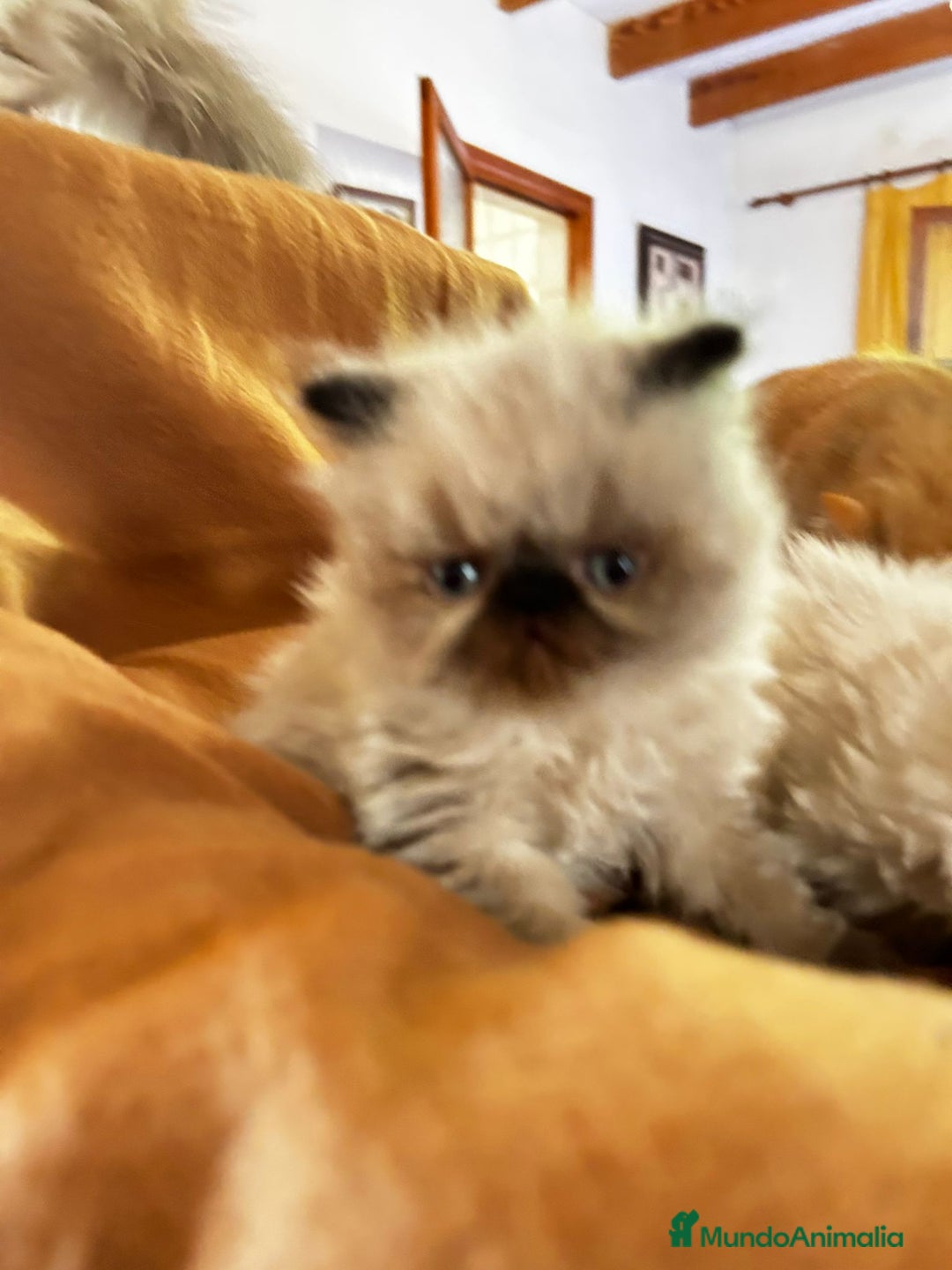 Persa gatos en venta: Persas mallorca - Imagen 1