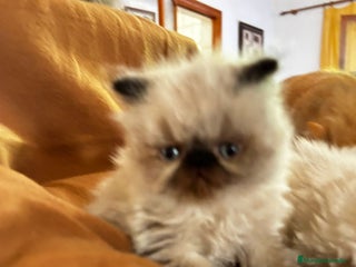 Persa gatos - Anuncio 8