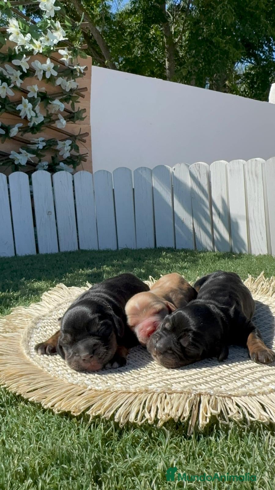 Cocker Spaniel Inglés perros Cocker spaniel inglés 🎀 - Anuncio 26