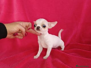 Chihuahua perros Chihuahua toy en Badajoz - Anuncio 8