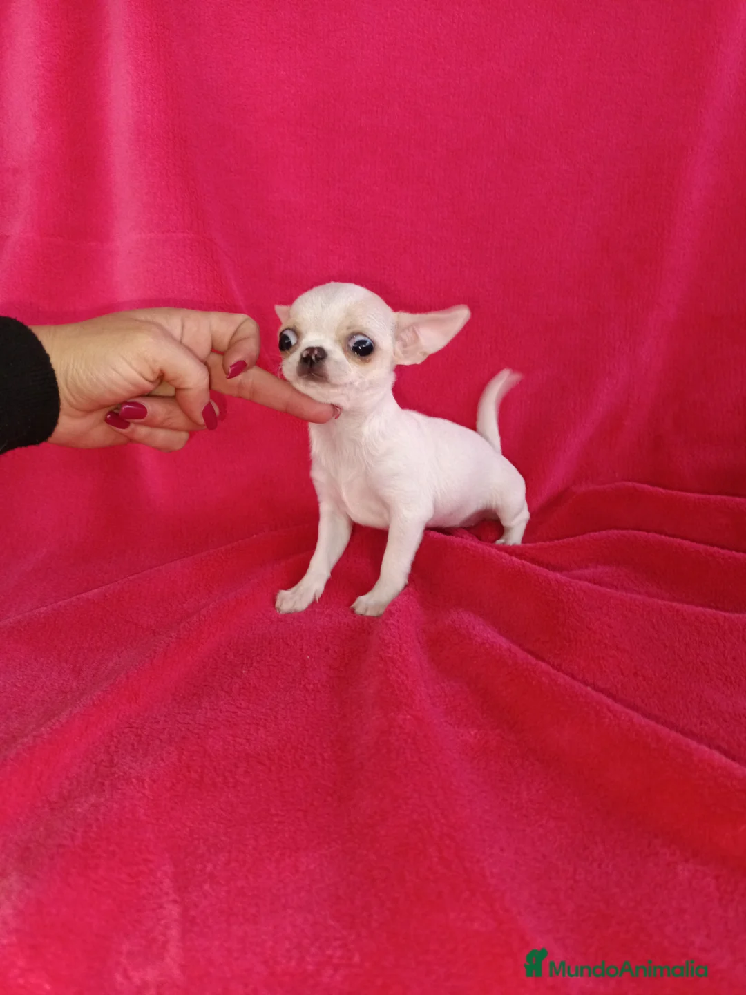 Chihuahua perros en venta: Chihuahua toy en Badajoz - Anuncio 1