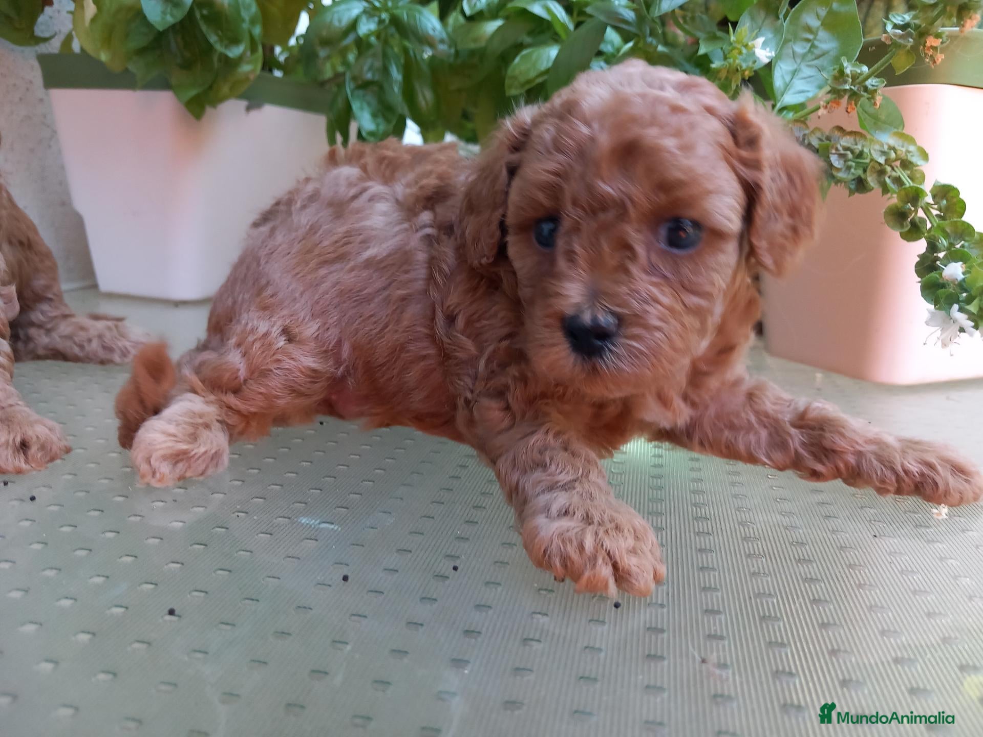 Caniche Toy perros Caniche Rojo. Poodle. - Anuncio 14