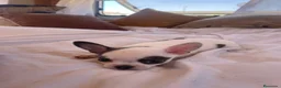 Chihuahua perros en venta: Cachorro de chihuahua - Anuncio 4