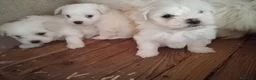 Bichón Maltés perros en venta: bichon maltes  - Anuncio 1