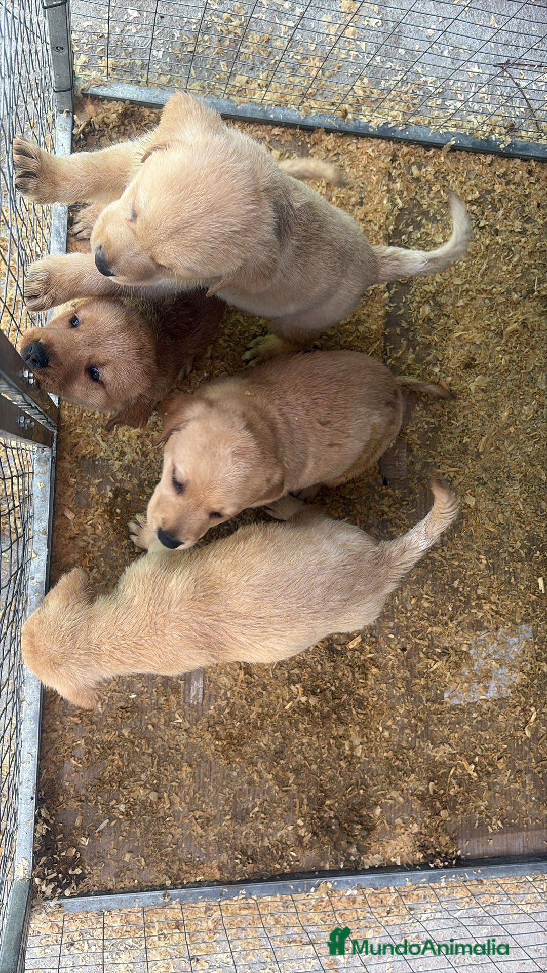Labrador Retriever perros en venta: Labrador retriever  - Imagen 6