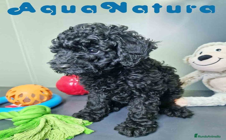 Caniche Enano perros - Anuncio 10