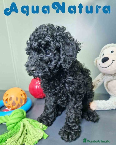 Caniche Enano perros - Anuncio 2