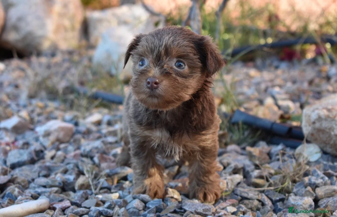 Yorkshire Terrier perros en venta: YORKSHIRE CACHORROS - Anuncio 2