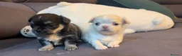 Chihuahua perros en venta: Chihuahuas de pelo largo  en Madrid - Anuncio 4