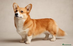 Welsh Corgi Pembroke perros en venta: Corgi - Imagen 1