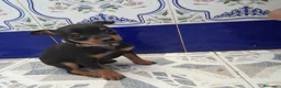 Pinscher Miniatura perros en venta: PINCHER MINIATURA - Anuncio 5