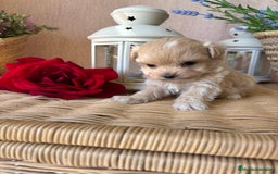 Maltipoo perros en venta: Maltipoo hembra tacita de té !!! - Imagen 8