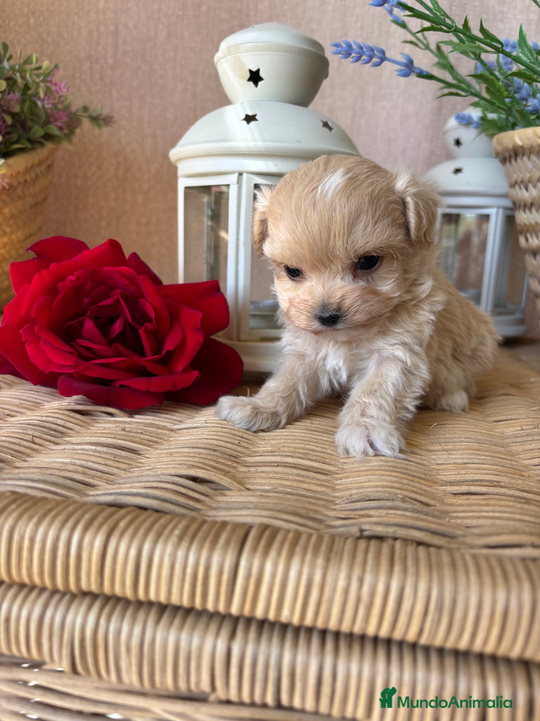 Maltipoo perros en venta: Maltipoo hembra tacita de té !!! - Imagen 8