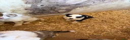 Border Collie perros en venta: Borde collie  - Anuncio 3