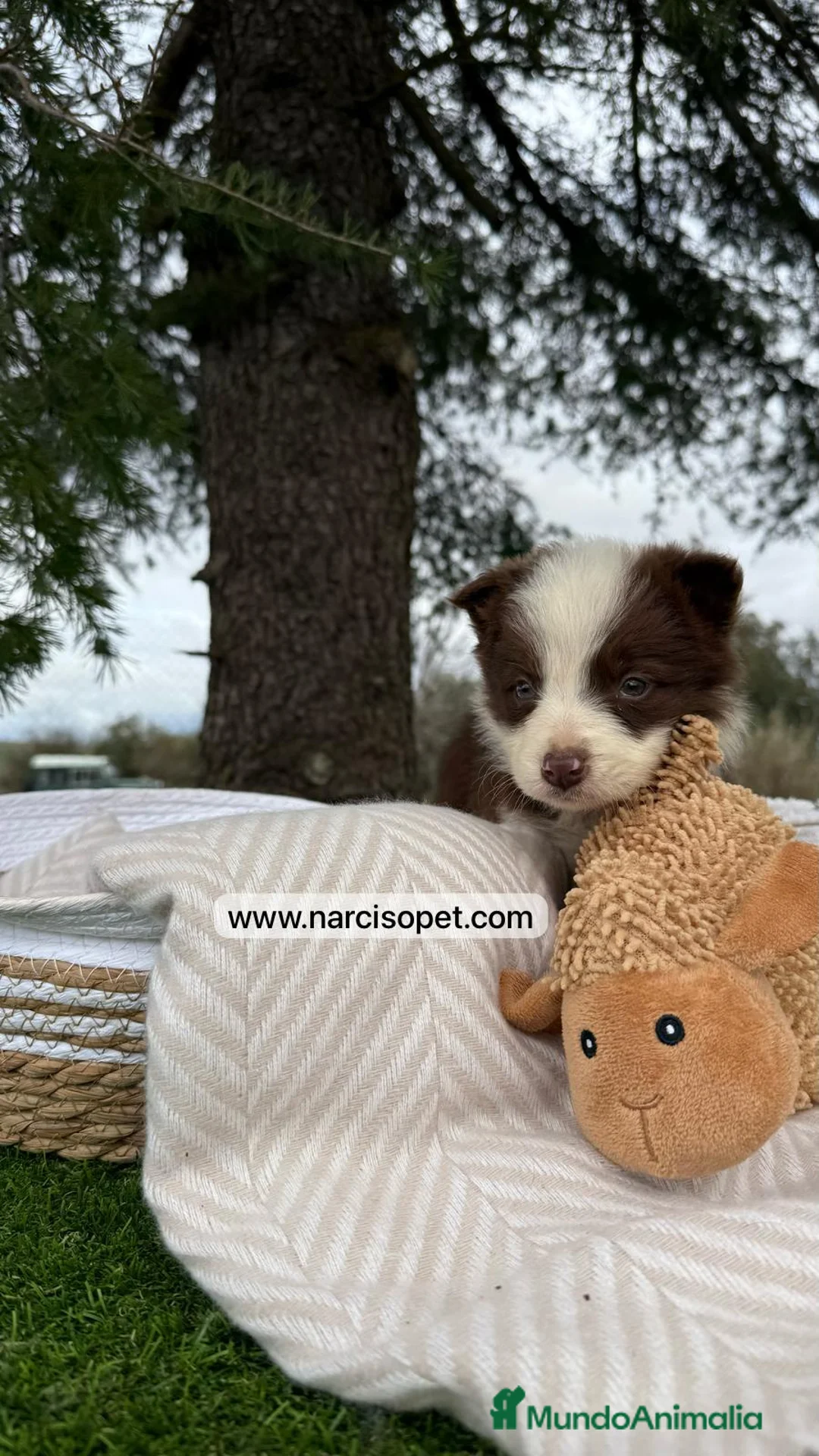 Border Collie perros en venta: BEBE BORDER COLLIE CHOCOLATE en Asturias - Anuncio 7
