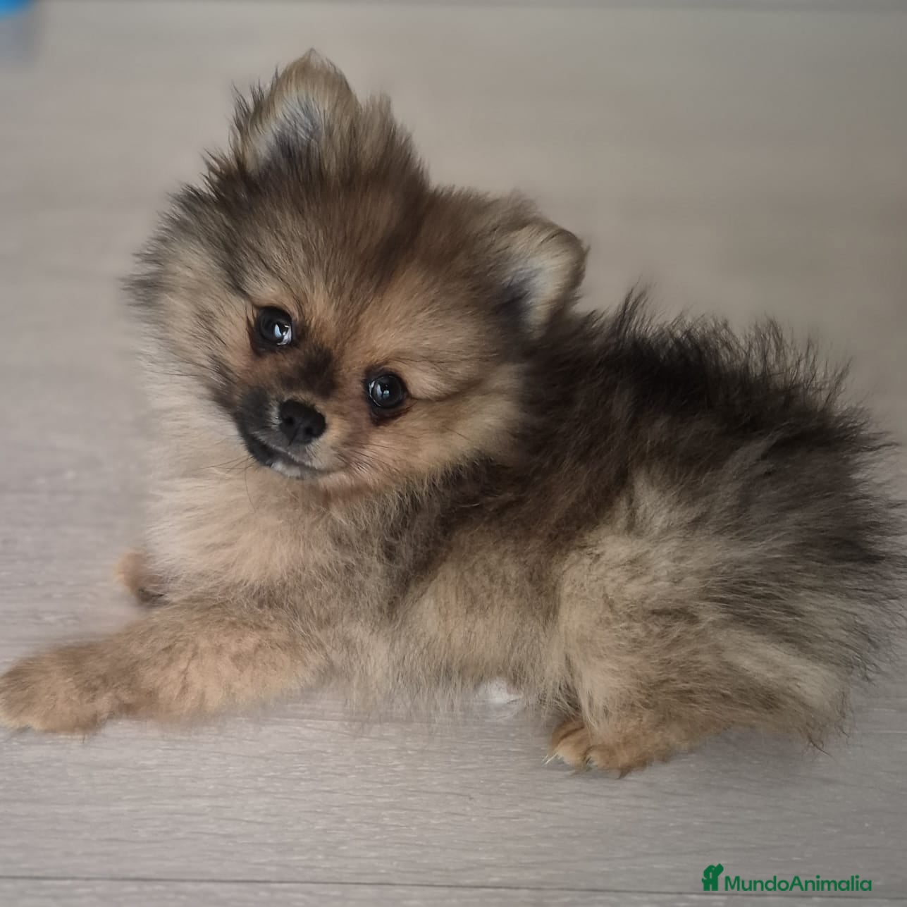 Pomerania perros Pomerania mini  - Anuncio 2