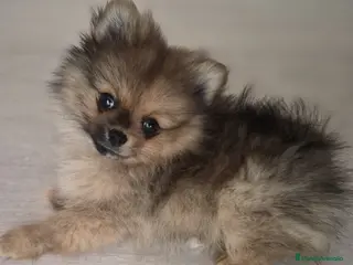Pomerania perros Pomerania mini - Anuncio 2
