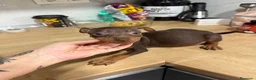 Pinscher Miniatura perros en venta: Mini pincher chocolates e Isabella  - Anuncio 8