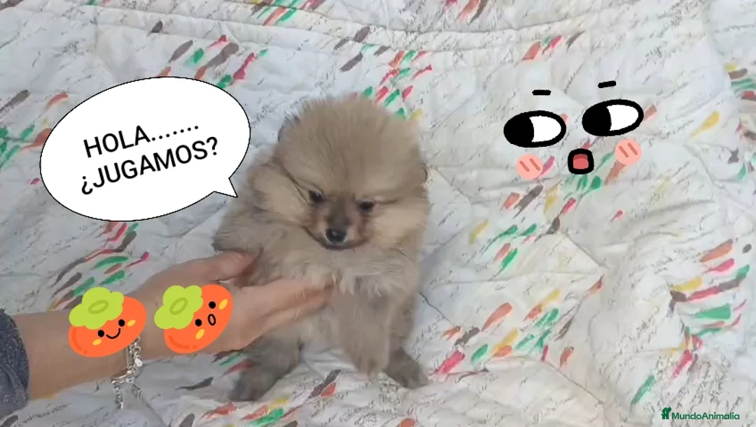 Pomerania perros en venta: POMERANIA LINDA HEMBRITA - Anuncio 2