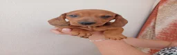 Teckel Miniatura perros en venta: Teckel Miniatura - Anuncio 14