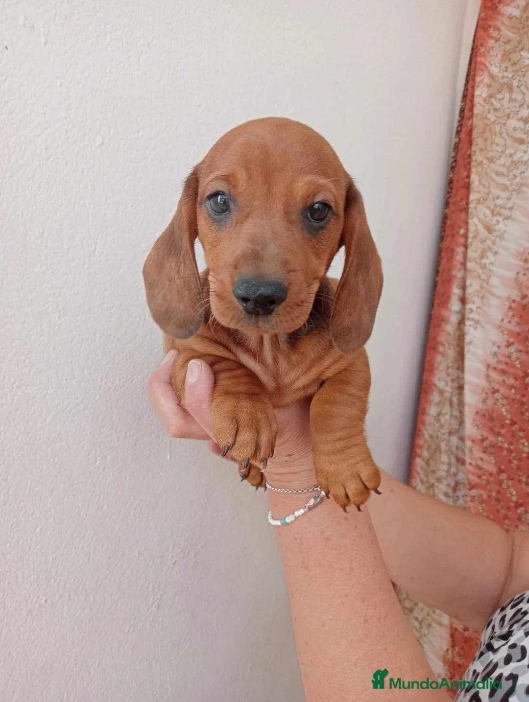Teckel Miniatura perros en venta: Teckel Miniatura - Anuncio 14